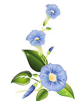 矢量牽牛花圖片