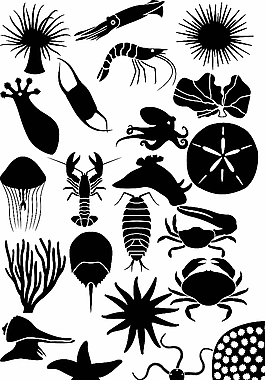海洋生物剪影圖片