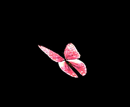 粉蝴蝶