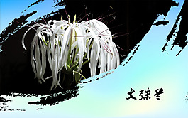 文殊兰花儿设计素材海报画面