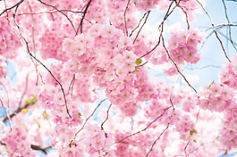 粉色花背景