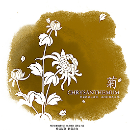 菊花圖片