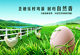 雞蛋 雞  鄉(xiāng)村 自然 原生態(tài)