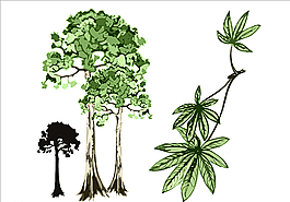 棉花樹圖片