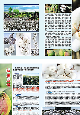 棉花宣傳單  宣傳冊  彩頁圖片