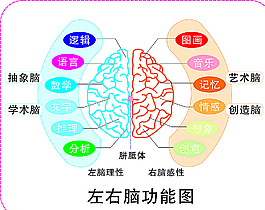 大腦圖圖片