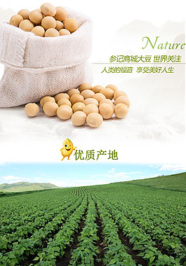 大豆詳情頁