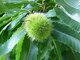 板栗,樹,水果