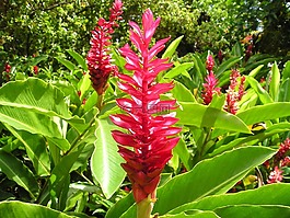 花,紅色,廠