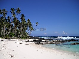 棕櫚樹,海灘,美麗的海灘