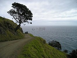 新西蘭,海岸,綠色