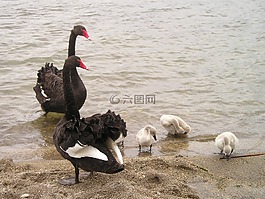 新西蘭,天鵝,黑色