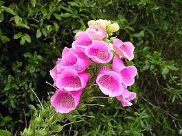 花,粉紅色,新西蘭