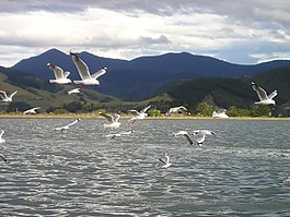 新西蘭,海鷗,飛