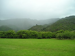 新西蘭,綠色,草地