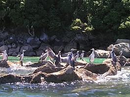 新西兰,鸟类,海