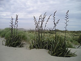 新西蘭,南島,沙漠