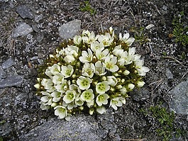 新西蘭,廠,花