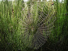 新西蘭,蜘蛛網(wǎng),性質(zhì)