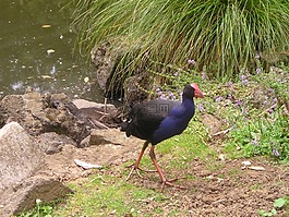 新西蘭,鳥,性質(zhì)