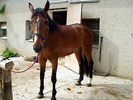 馬,騎,動物