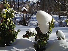 冬天,鳥(niǎo)舍,雪