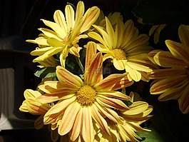 鮮花,黃色,雛菊