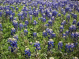 bluebonnets,野花,原野