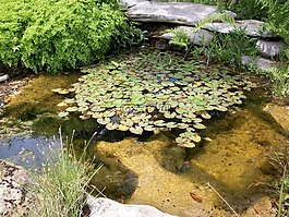 池,自然,公園