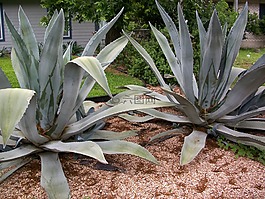 龍舌蘭,仙人掌,植物