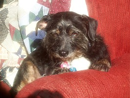 狗,小獵犬,晚間