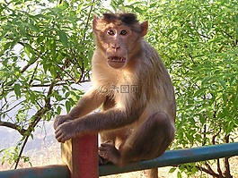 印度,猴子,野生