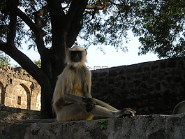 印度,猴子,野生