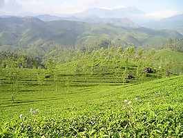 印度,t恤,茶園