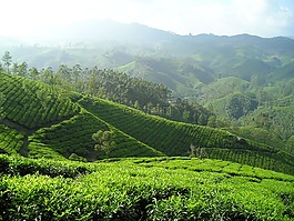 印度,t恤,茶園