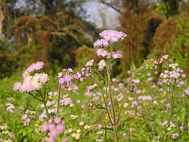 尼泊爾,花,國家公園