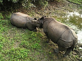 犀牛,尼泊爾,國(guó)家公園