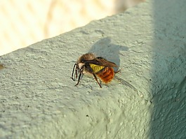 尼泊爾,蜜蜂,赫梅爾