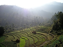 尼泊爾,水稻梯田,梯田