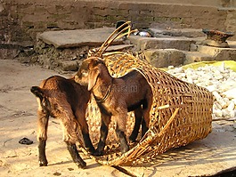 尼泊爾,山羊,小