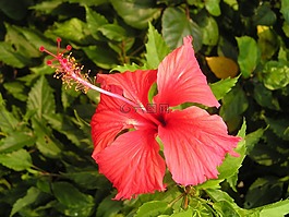 花,異國(guó)情調(diào),泰國(guó)