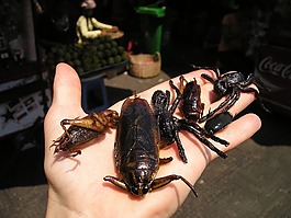 昆蟲市場(chǎng),柬埔寨,油煎