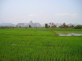 老撾,稻田,水稻