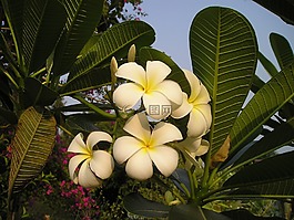 花,異國(guó)情調(diào),泰國(guó)