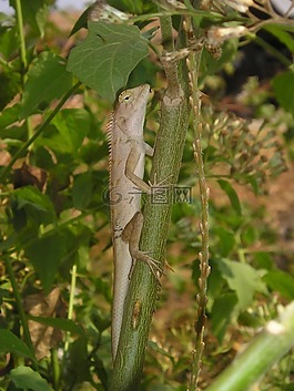 老撾,動(dòng)物,蜥蜴