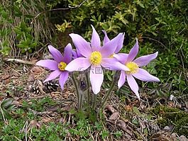 花,紫,廠