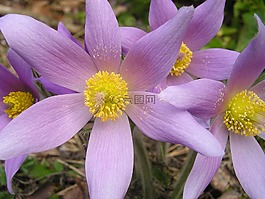 花,紫,廠