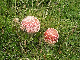 飛木耳,蘑菇,性質(zhì)