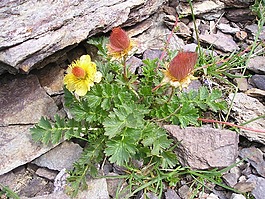 花,黃色,鮮花