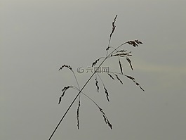 草,廠,性質(zhì)